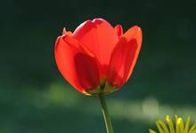 Tulipan