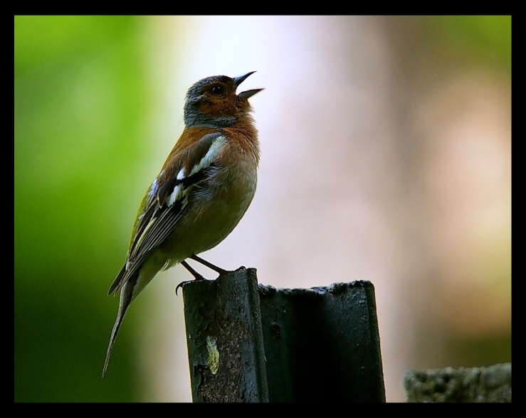 Zięba zwyczajna /Fringilla coelebs/