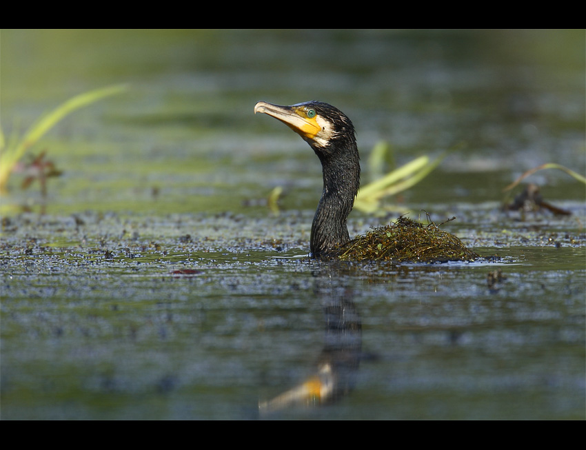 Kormoran czarny polowanie