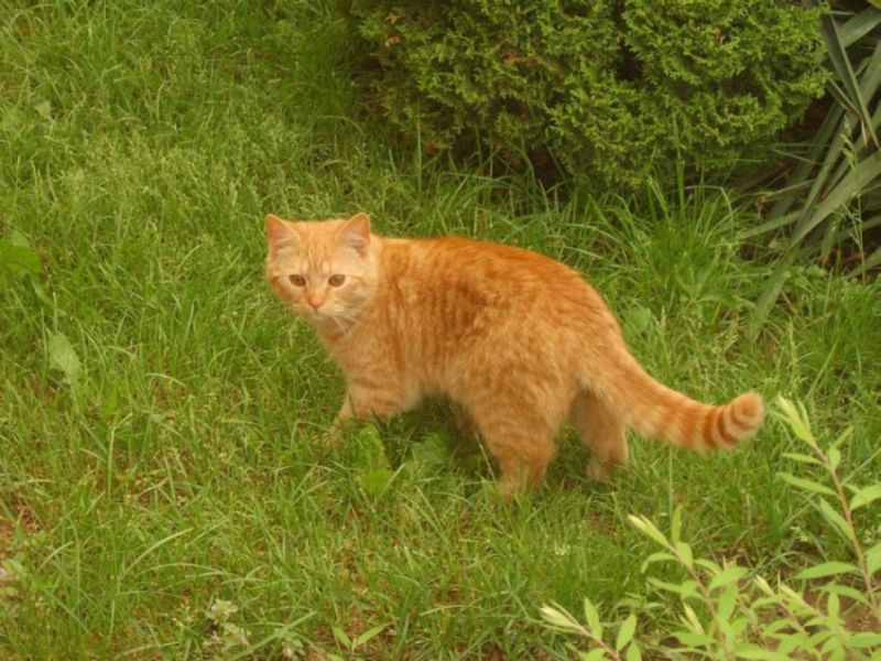 kotek