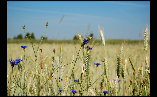Summertime
