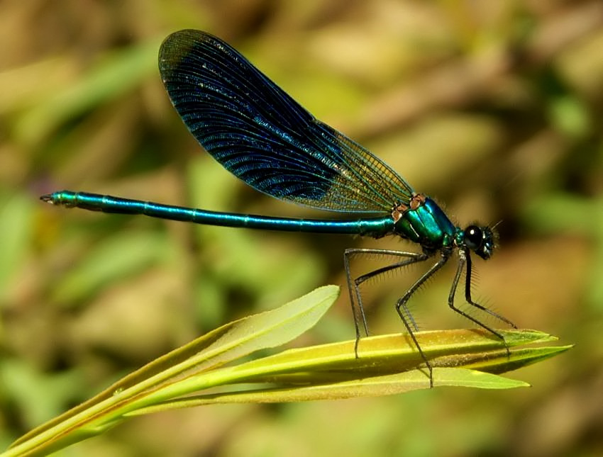 rennata
