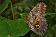 dostojnie delikatny...