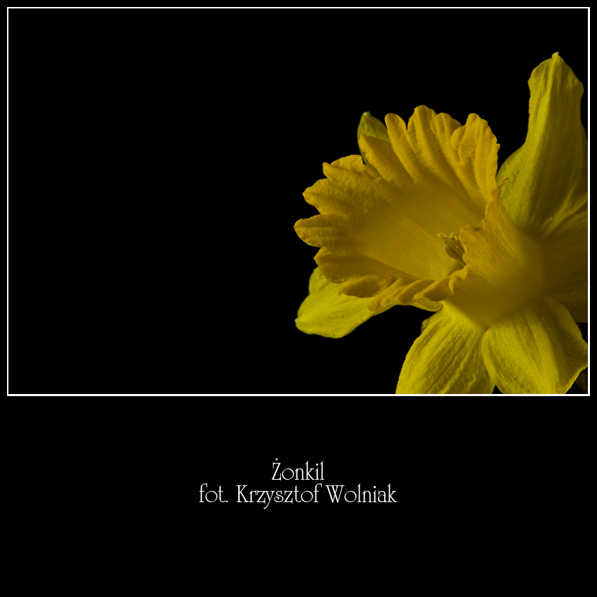 Żonkil