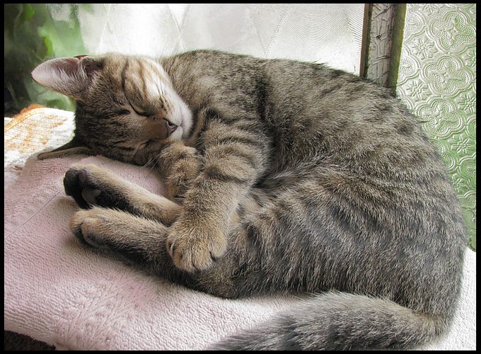 siesta