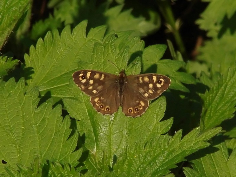 Motyl