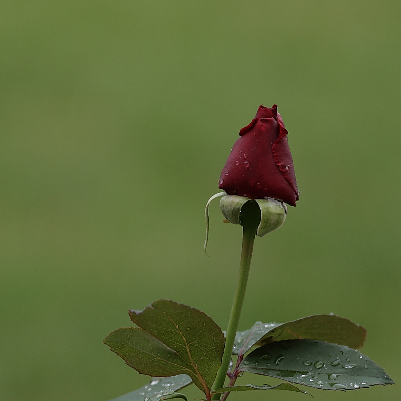 Rose Red