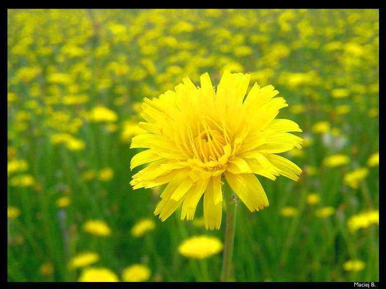 yellow blow...