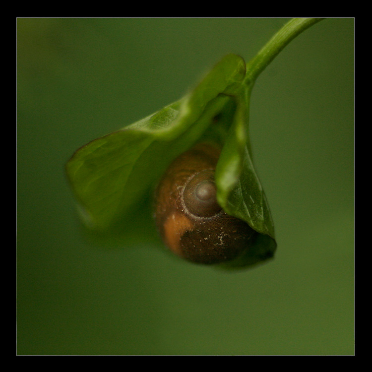 parasolka
