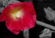 ...malwa...