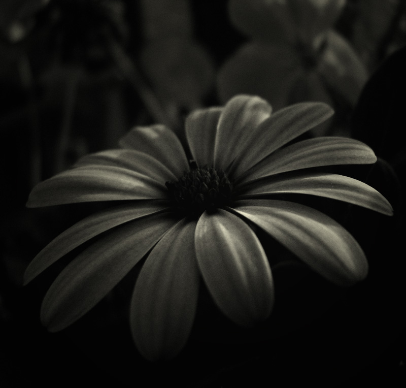 daisy