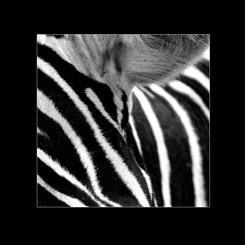 zasłuchana ZeBrA