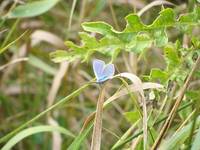 Motyl