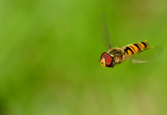 atak!