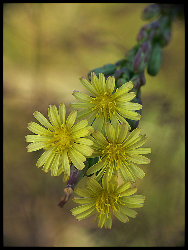 ... lovely flowers ...
