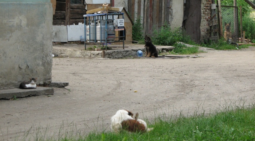 Podwórko