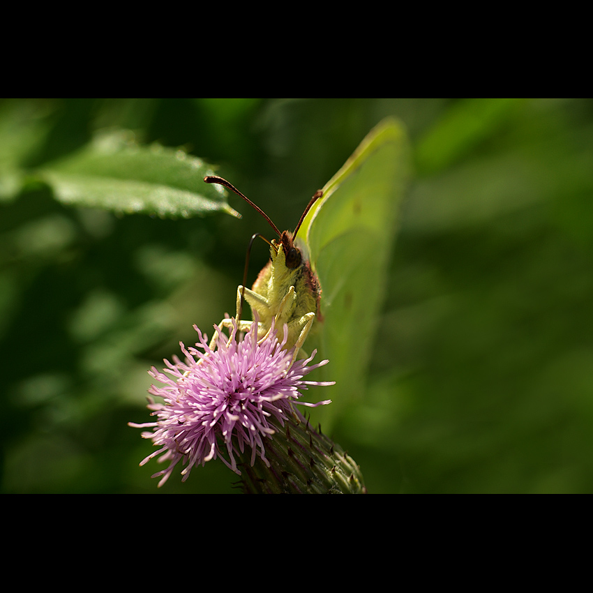motyl