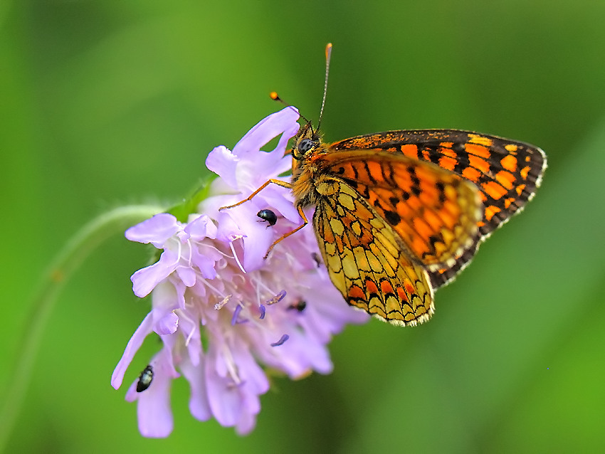 motyl
