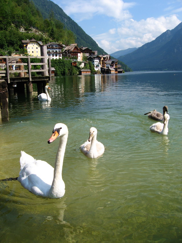 Łabędzi Hallstatt