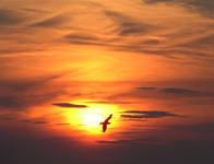 SunBird