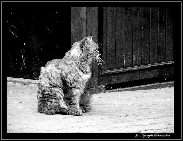 Mr Cat