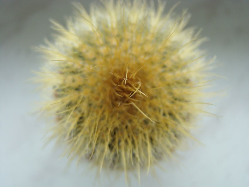Kaktus