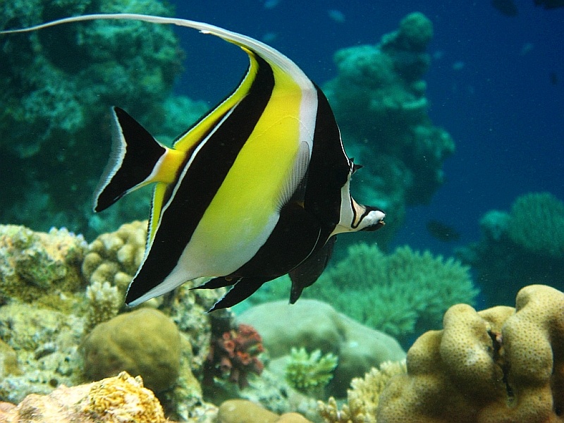Gdzie jest Nemo_2