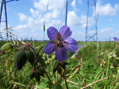 Makrofotogeniczna kompozycja
