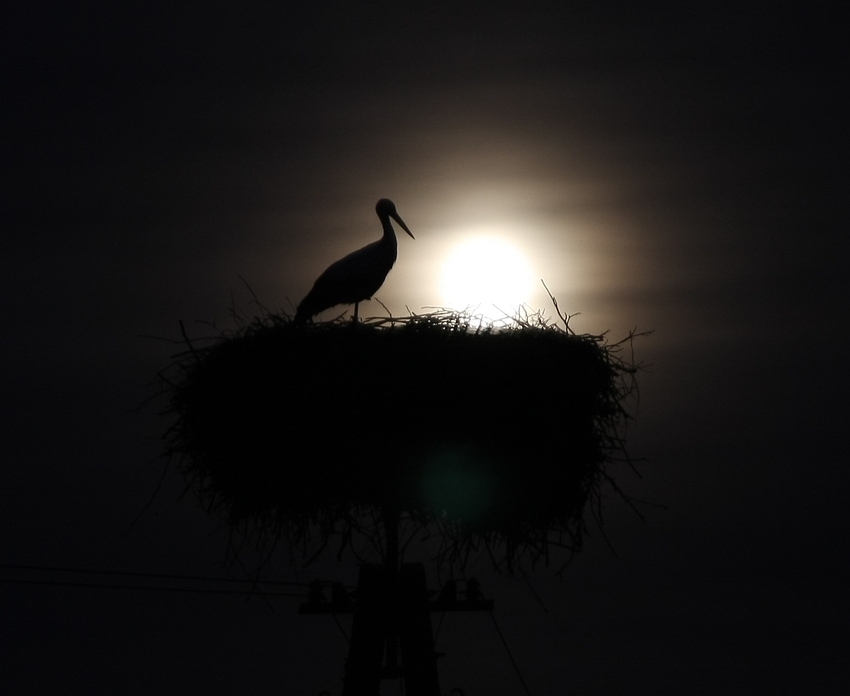 Nocny samotnik