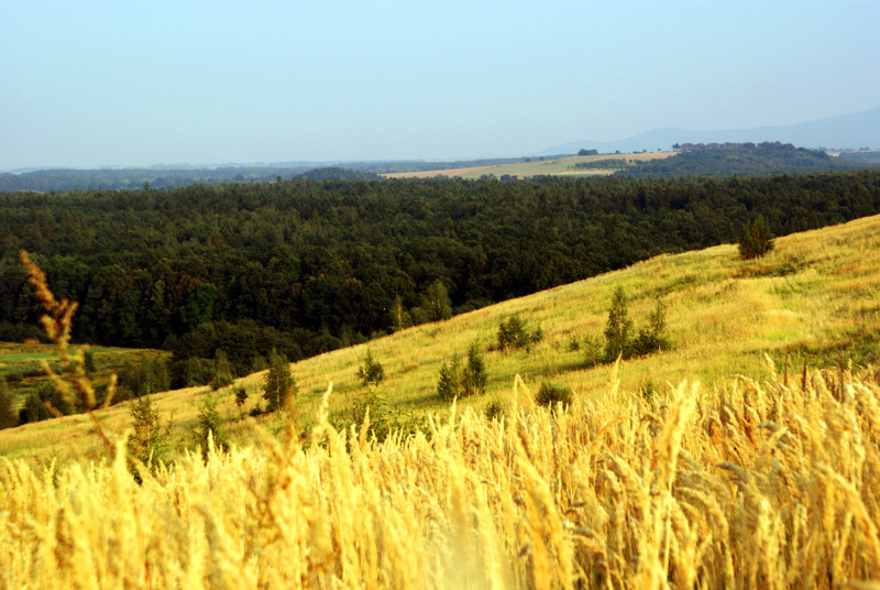 Łąka
