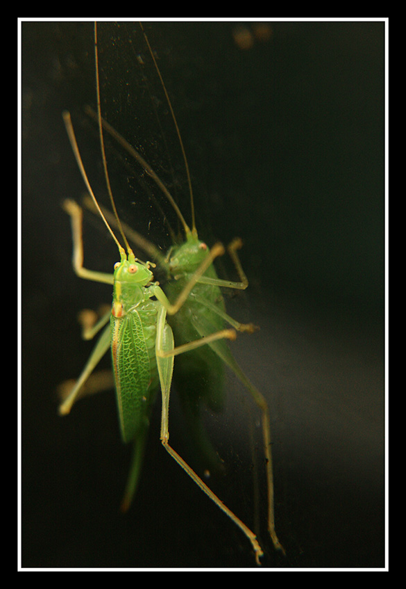 poranek przed lustrem (samochodu)