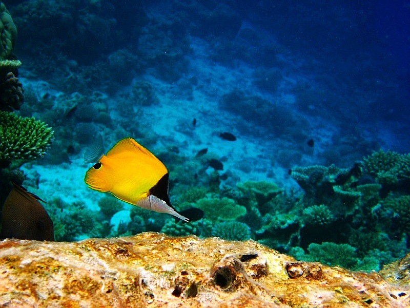 Gdzie jest Nemo_3
