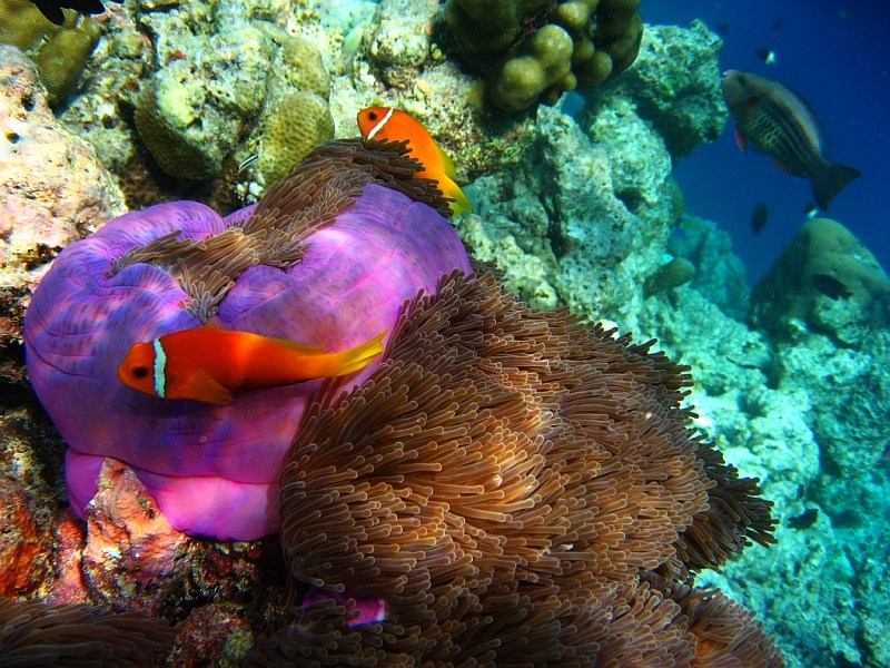 Gdzie jest Nemo_4