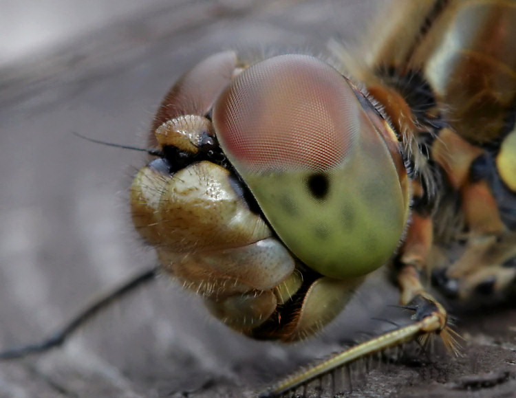 Helikopter
