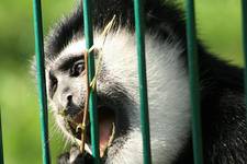 Na spacerku w zoo