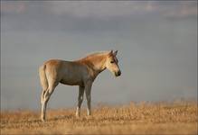 Samotnik