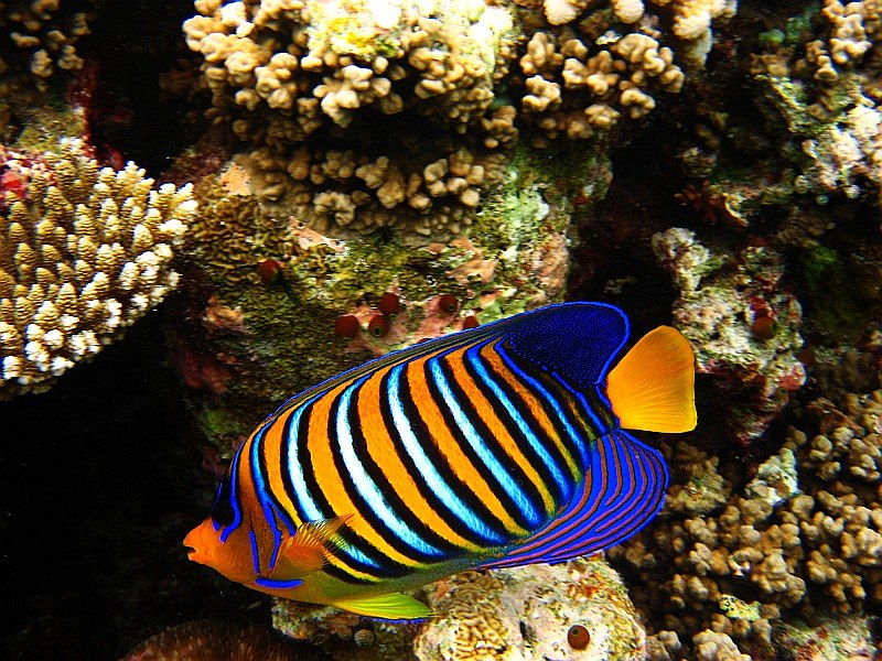 Gdzie jest Nemo_6