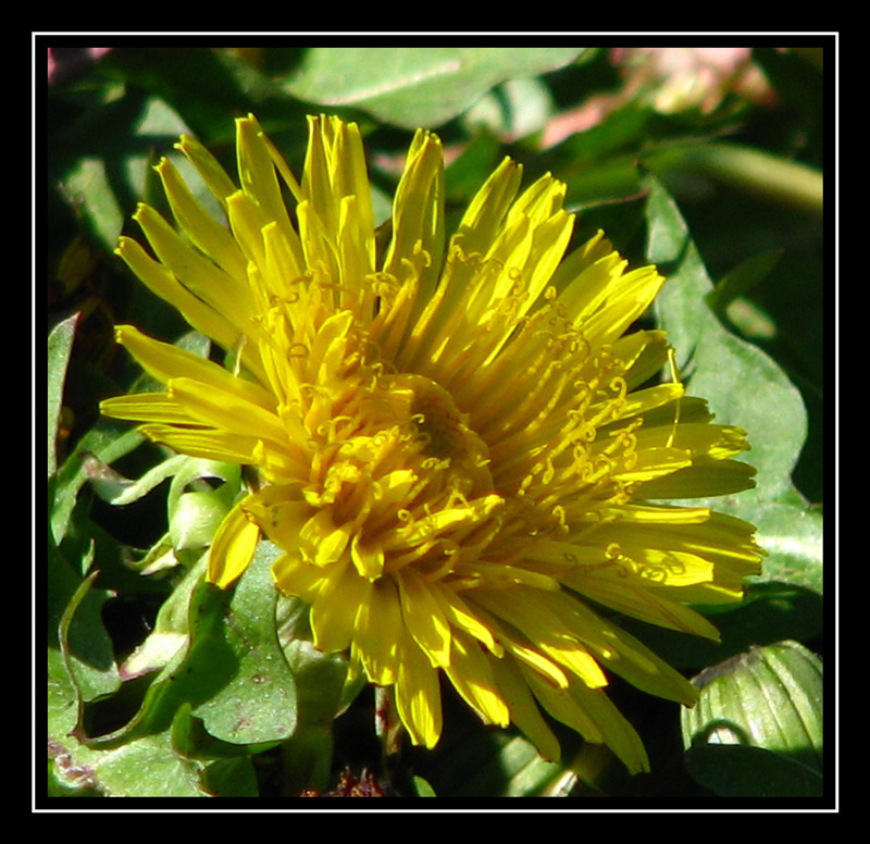 Sonchus L.