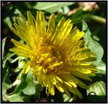 Sonchus L.