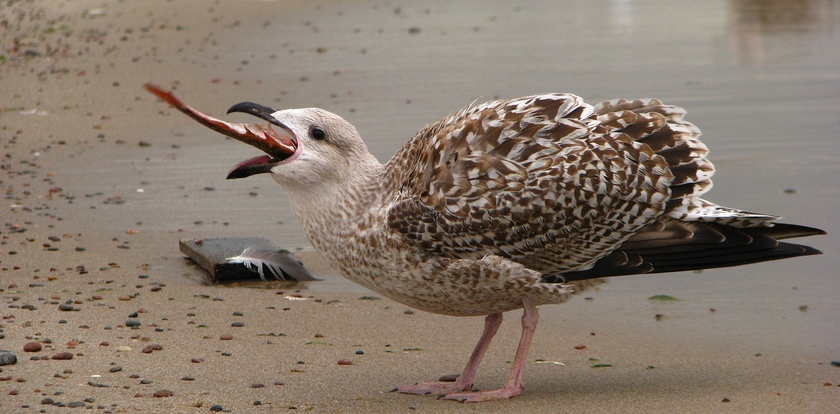 Łakoma