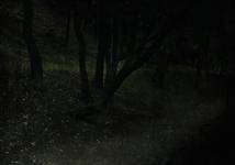 Grimm Forest