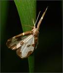 moth