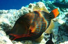 Gdzie jest Nemo_7