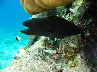 Gdzie jest Nemo_8