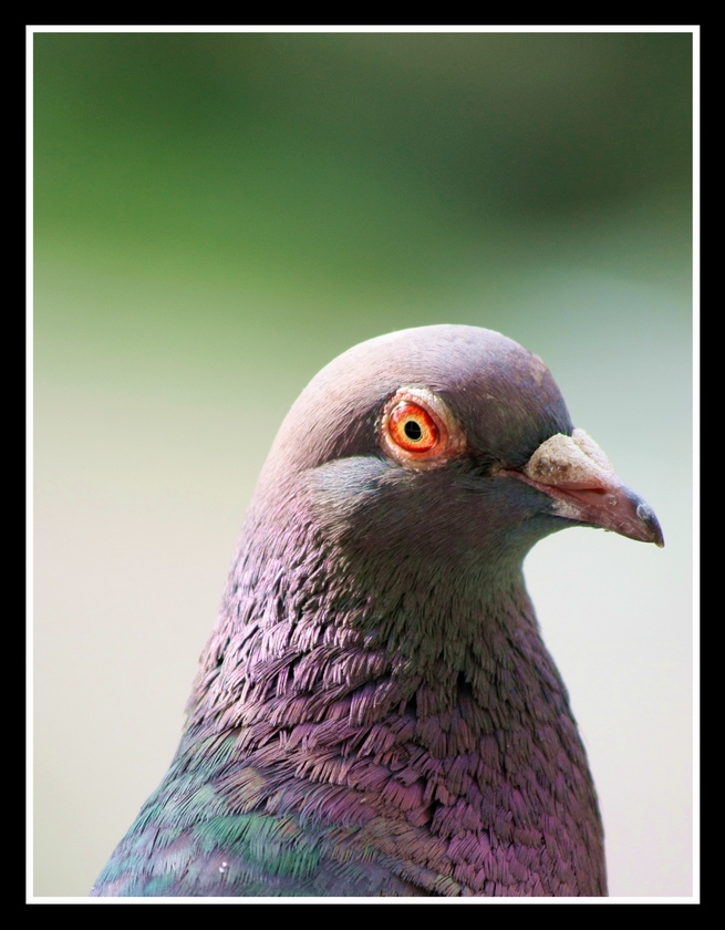 Portrecik
