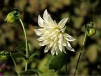 dalia - digiskoping