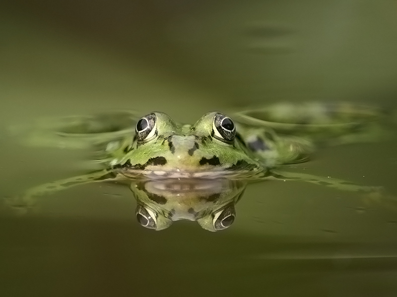 Nauka pływania