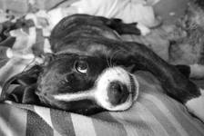 Cezar