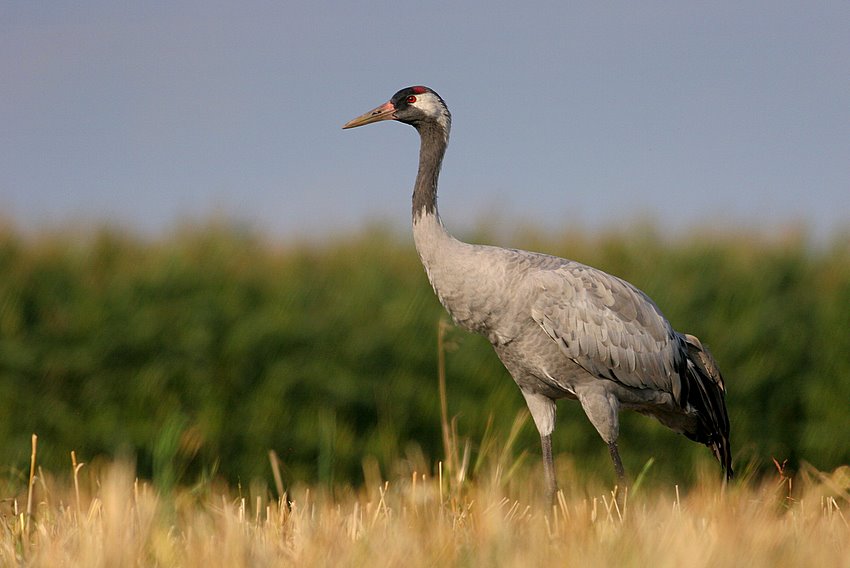 Żuraw (Grus grus)