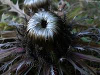 Dziewięćsił bezłodygowy - Carlina acaulis